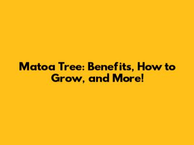 Matoa Tree: Benefits, How to Grow, and More!