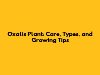 Oxalis Plant: Care, Types, and Growing Tips