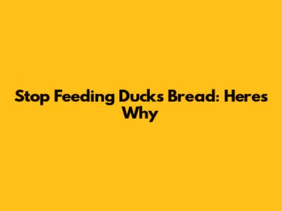Stop Feeding Ducks Bread: Here's Why